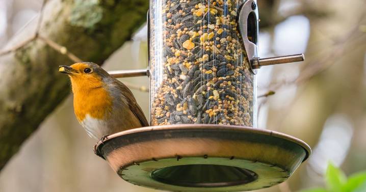 Monty Don tells bird lovers to avoid putting four foods out in November