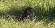 Monkey who escaped after leaving Tulane shot to death in MS