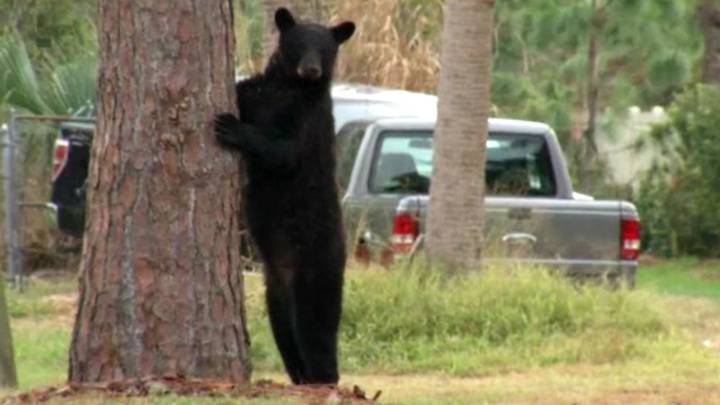 James Fishback runs for governor; Bear Warriors United v FWC