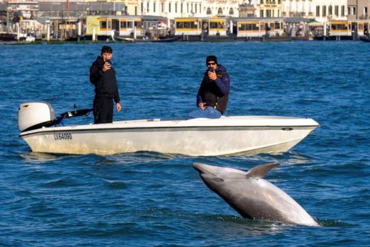 "Mimmo". Apareció un delfín en la laguna de Venecia: sorpresa de turistas y alarma de los expertos