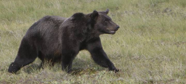 Grizzly attacks several B.C. students, injuries 'very serious,' RCMP say