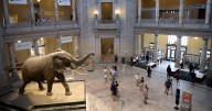 'Thrilled to be open': Smithsonian and other museums welcome visitors back