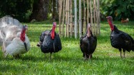 What Is a Group of Turkeys Called? Not a Flock or Anything Else You'd Expect