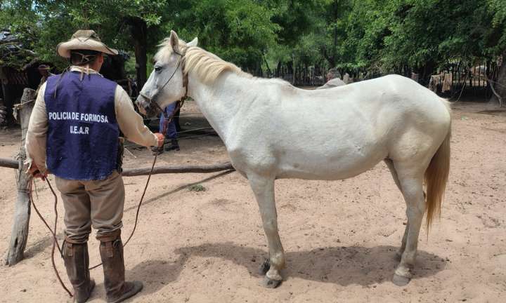 Aprehendieron a un hombre y recuperaron un animal sustraído en Bartolomé de las Casas