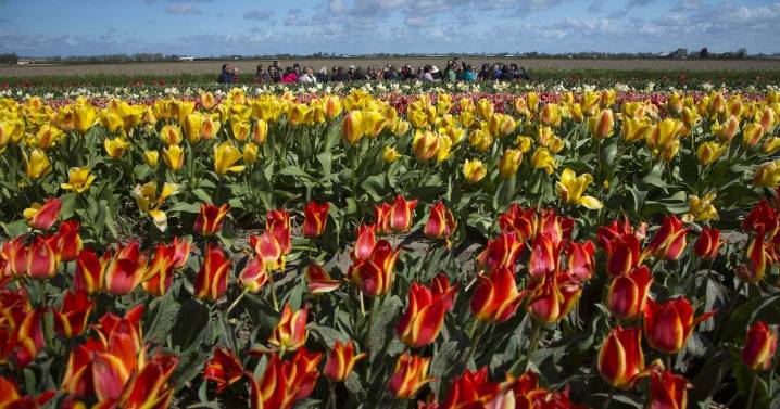 Experience Amsterdam's seasons: From tulips to festive winter