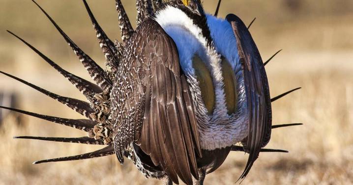 Lawsuit alleges BLM livestock projects would threaten sage