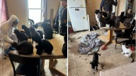 Many cats, dogs rescued from neglected Central Falls, RI home