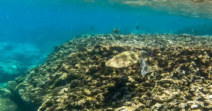 Why Hawaii's green sea turtles remain protected despite population recovery