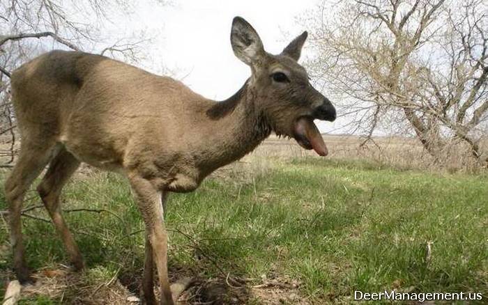 ODNR Slashes Deer Bag Limits in Four Southeast Ohio Counties Amid...