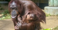 LA Zoo welcomes first baby orangutan in 15 years
