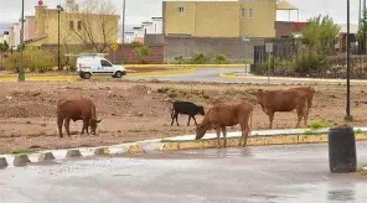 Vacas irrumpen en vivienda de Bellavista; familia ...