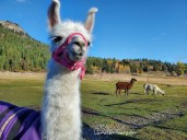 Peanut the orphaned baby llama recovering after mother killed by bears
