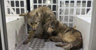 ‘Wolves’ hunted by police turn out to be German Shepherds