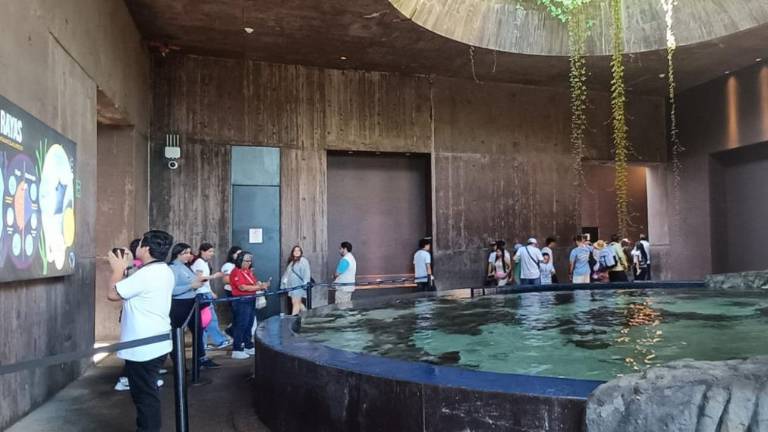 Mazatlán cuenta con el acuario más grande de Latinoamérica ¿qué lo hace único?