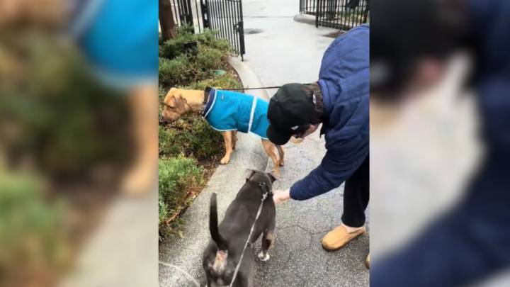 New York Residents Find A Lonely Dog In The Rain And Discover The Shocking Reason He Was There