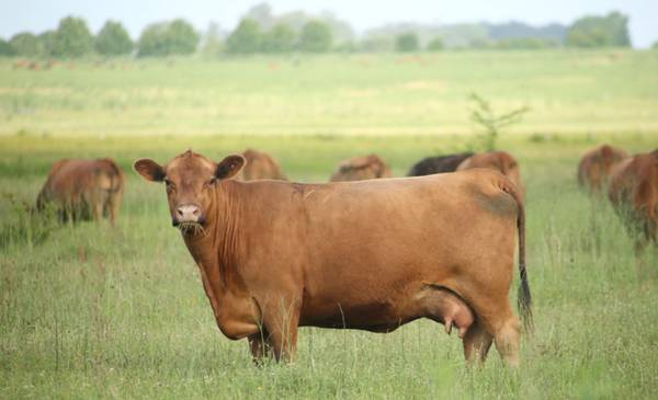 Precios bovinos en alza: ¿es una cuestión de posicionamiento estratégico?