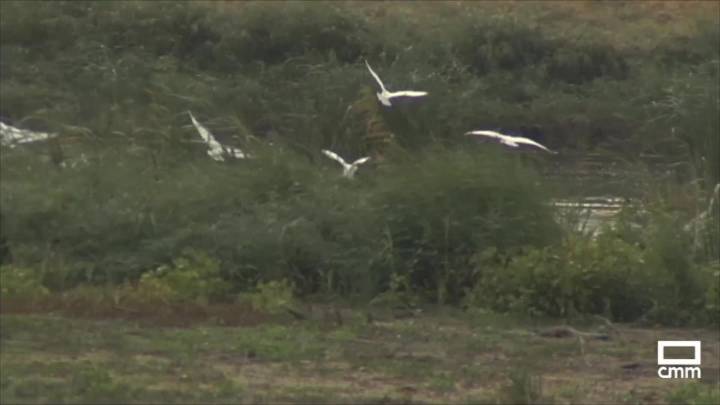 Extreman la precaución por los casos de gripe aviar en Las Tablas de Daimiel