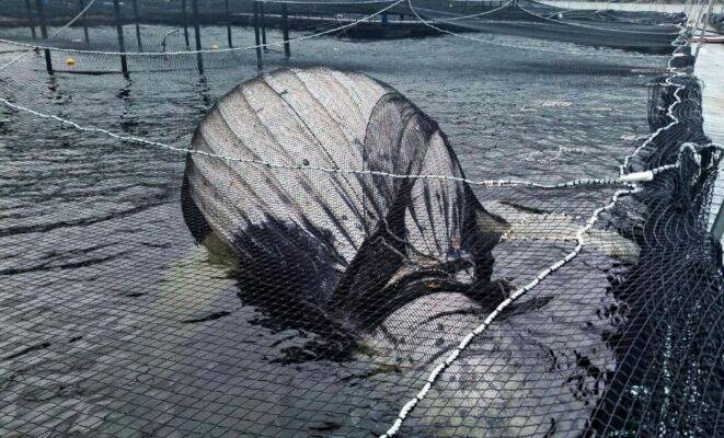 Caso ballena muerta en Reserva Kawésqar: nuevas imágenes revelan a cetáceo enmallado y reactivan causa contra Australis