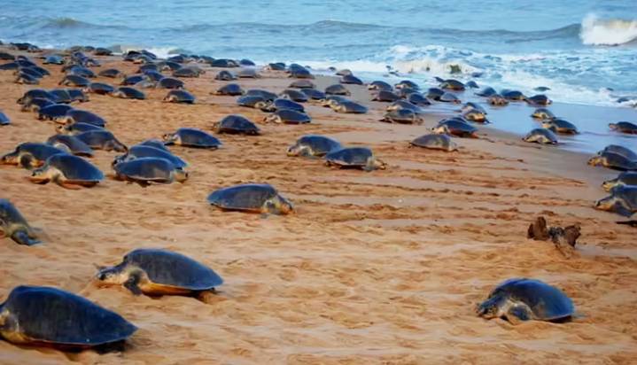 7 Andhra Fishermen Arrested For Illegal Fishing In Gahirmatha Marine Sanctuary