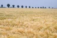 De compras. Ragt Semillas se quedó con el negocio de cebada maltera de Syngenta en todo el mundo