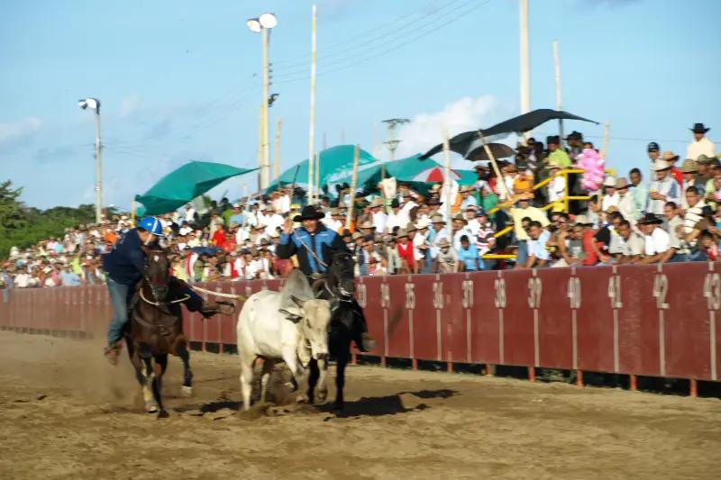 El coleo tiene los días contados: la Corte Constitucional ordenó su desaparición