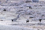 Shocking Footage Shows Man Approaching Wild Wolves at Yellowstone National Park