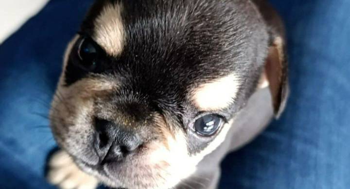 Maltrato animal: hombre es condenado en Itagüí tras causar la muerte de un cachorro