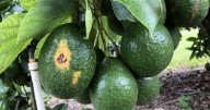 Sunblotch disease resurfaces, threatening South Florida avocado trees and backyard growers