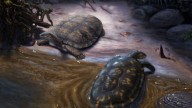 Una tortuga prehistórica recibe nombre inspirado en Shakira