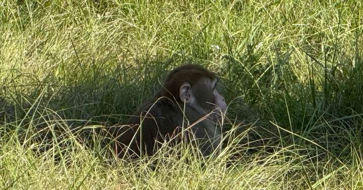 Escaped monkey killed by woman fearing for her children's safety