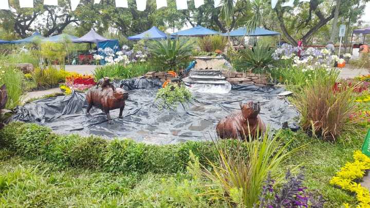Una familia de carpinchos recibe a los visitantes en Jujuy Florece