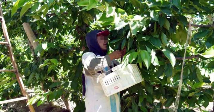 Llegan 3.000 trabajadores golondrina a Neuquén: de dónde vienen y por qué falta mano de obra local