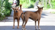 Supreme Court flags feeding of stray dogs in government premises, to issue directions on November 7