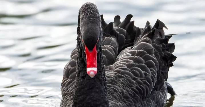 "Fly far and free Fernando, it was a pleasure to have met you" - residents devastated over death of Wigan's black swan