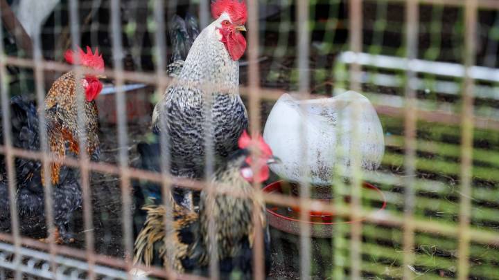 El Gobierno ordena el confinamiento de aves de cría en todas las granjas de España ante el aumento del riesgo de expansión de la gripe aviar