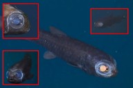 El sorprendente pez búho: un habitante transparente de las profundidades