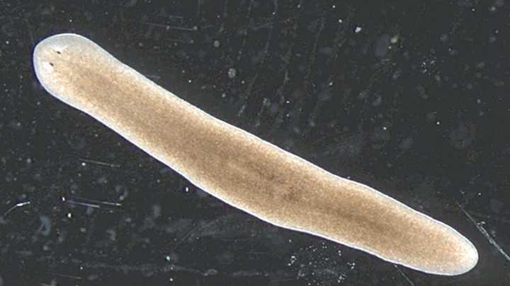 Descubren gusano de dos cabezas que produce crías “al revés”