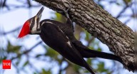 Woodpeckers as nature’s living hammers: How they use their whole body to deliver powerful, injury