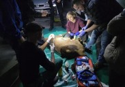 Cuatro horas y tres dardos tranquilizantes para atrapar al ciervo macho que irrumpió en un 'parking' de Zamora