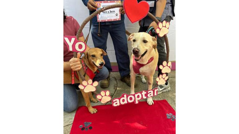 Realizan 22 esterilizaciones y dos mascotas hallan un hogar verdadero en Mazatlán