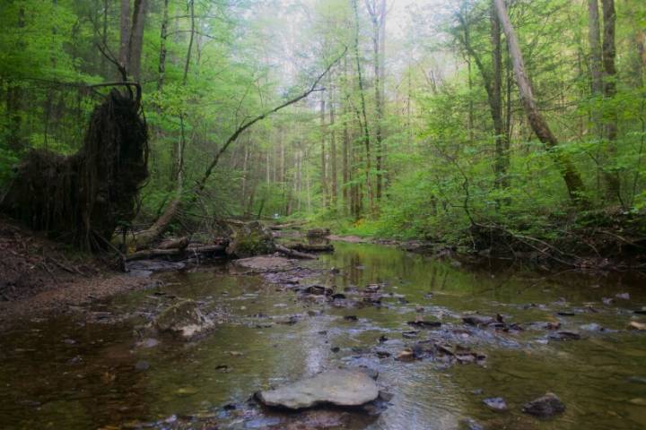 Kentucky wetlands, streams, and drinking water at risk under proposed changes to Clean Water Act