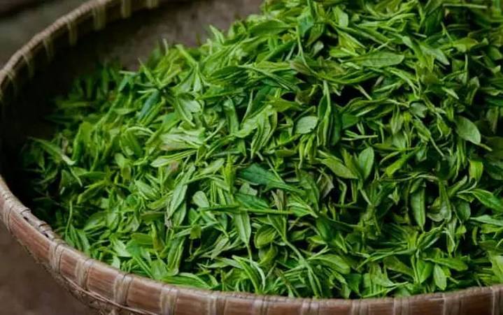 Green leaf: NE small tea growers move PM Modi for minimum support price