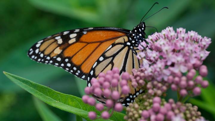 Trump administration seeks to roll back protections for imperiled species and habitat : NPR