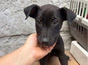 Llaman a la ciudadanía a evitar uso de pirotecnia que afecta a lomitos