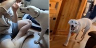 Mostró cómo le indica a su perro sordo que es hora de salir a pasear y el video conmovió las redes