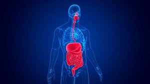 Study Finds Surprising Link Between Gut and Brain Rhythms