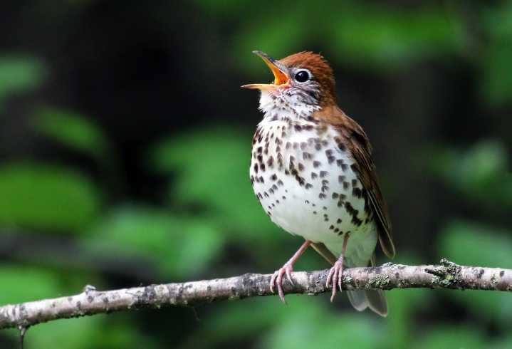 Bosques mesoamericanos albergan hasta 50% de poblaciones de aves migratorias, estudio