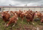 Canarias ante la gripe aviar: bajo riesgo, alta vigilancia y corrales techados