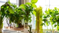 12 Herbs You Can Easily Propagate From Cuttings In The Winter