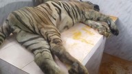 25-year-old beloved male tiger ‘Rishiraj’ dies at Thrissur zoo after months of care